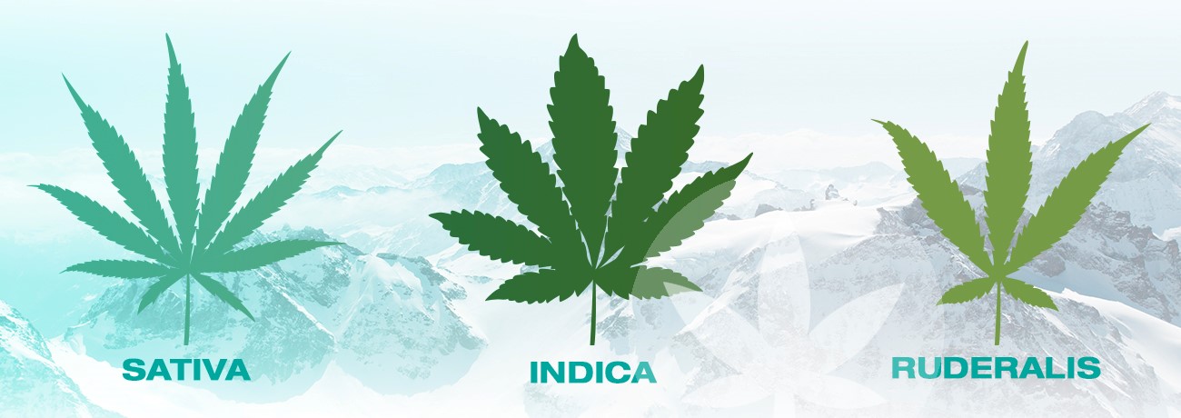 illustration de sativa, indica et ruderalis