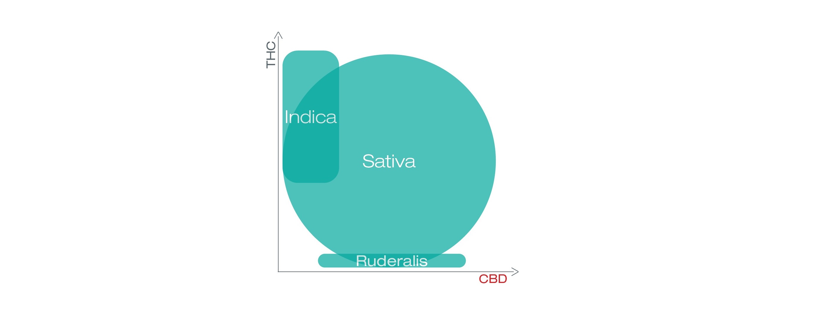 diagramme montrant le THC et le CBD chez sativa, indica et ruderalis