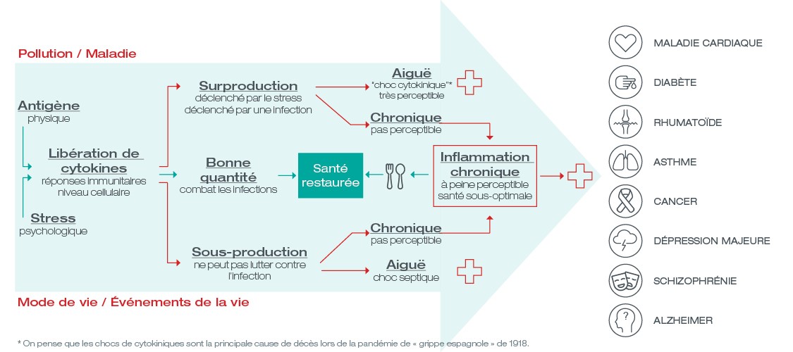 Infographie de l'inflammation chronique