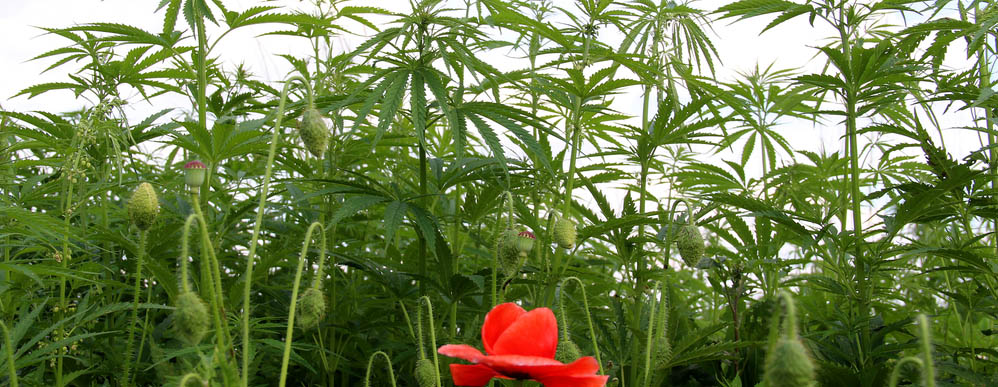 La différence entre CBD et CBDA