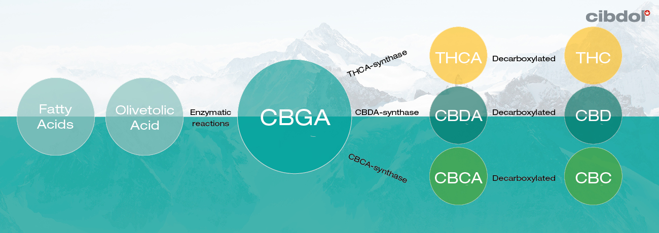 Comment les cannabinoïdes sont-ils produits dans le cannabis ?