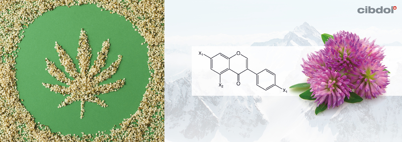 Que sont les isoflavones ?