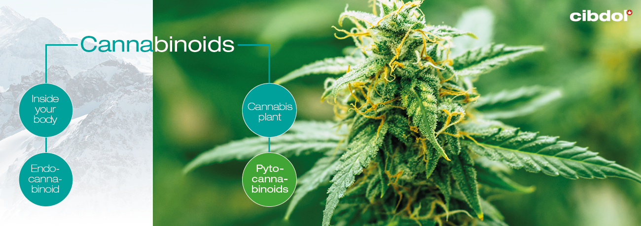 Que sont les phytocannabinoïdes ?