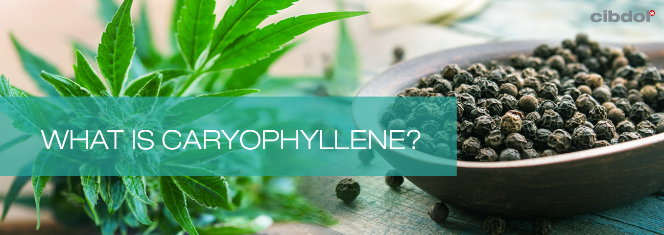Qu'est-ce que le caryophyllène ?