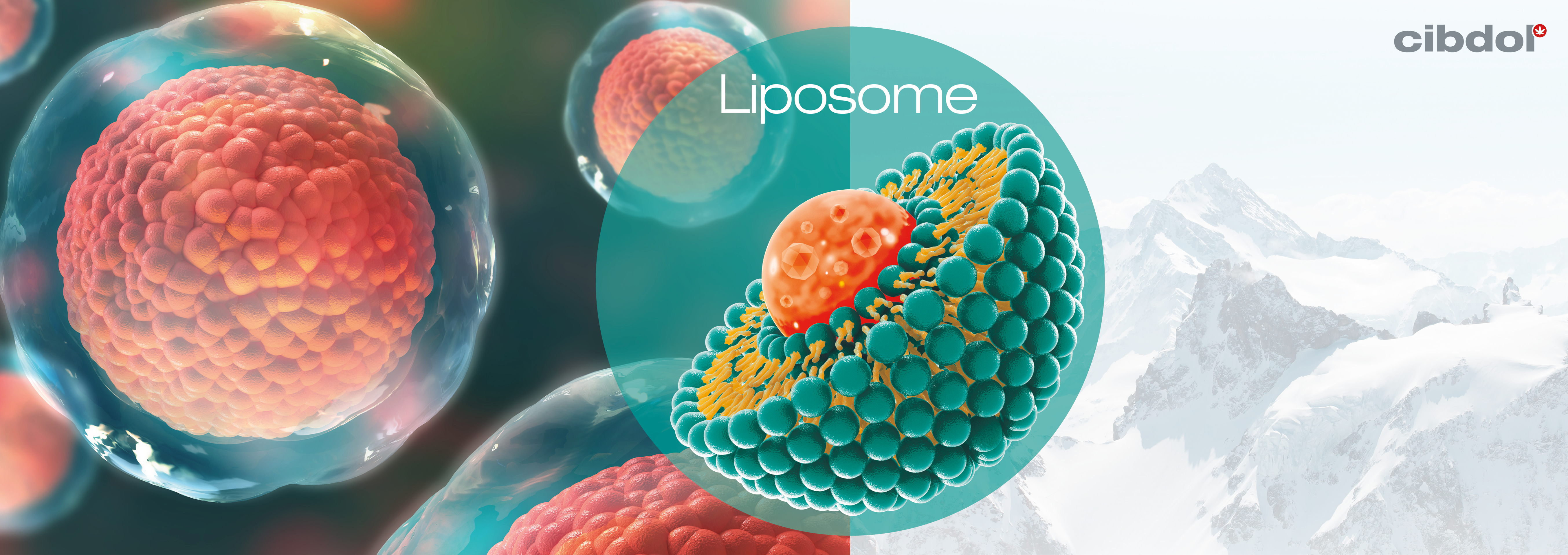 Liposomes