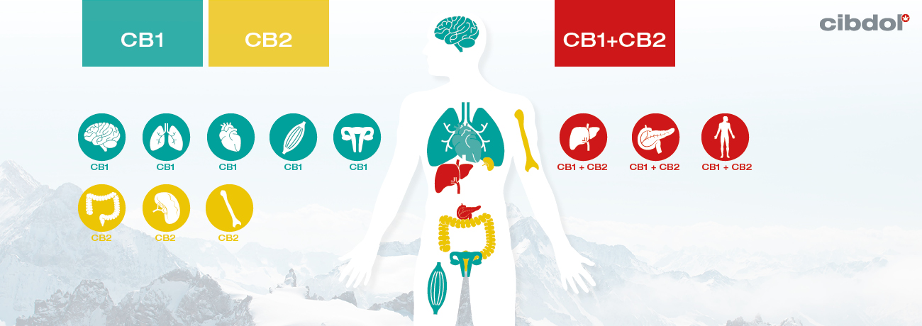 Qu’est-ce que la carence clinique en endocannabinoïdes (CECD)?