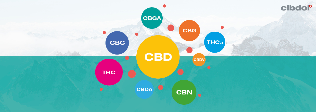 Qu’est-ce que l’huile au CBD à spectre complet ?