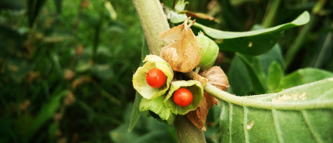 Pouvez-vous prendre de l'ashwagandha avec d'autres vitamines ?