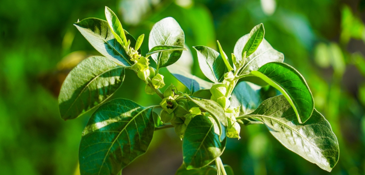 Pendant combien de temps pouvez-vous prendre de l'ashwagandha ?