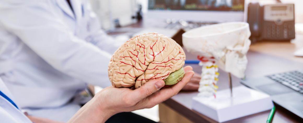 En quoi la CoQ10 est-elle bénéfique pour le cerveau ?