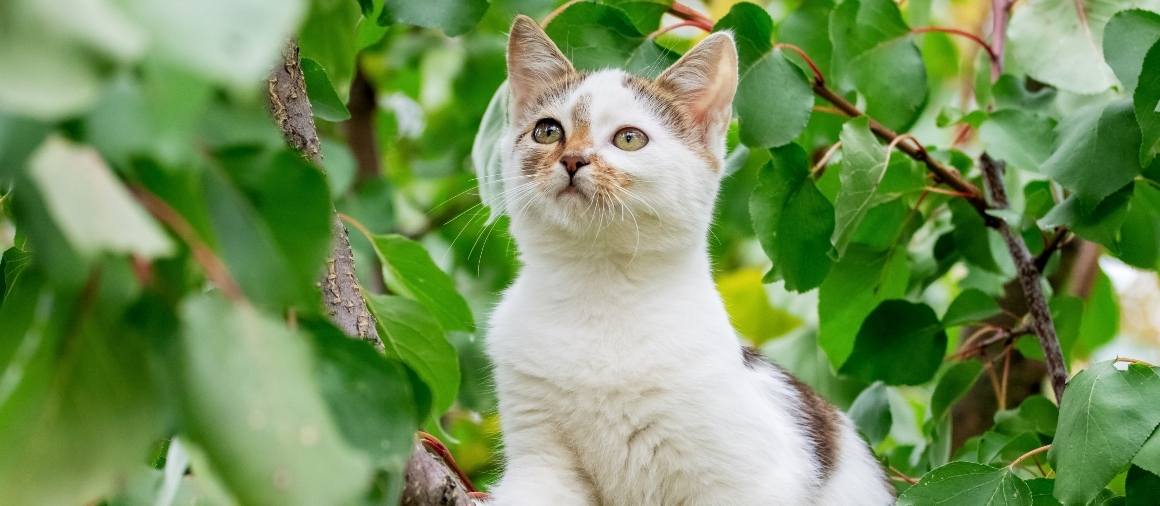 Les chats peuvent-ils absorber le CBD par la peau ?