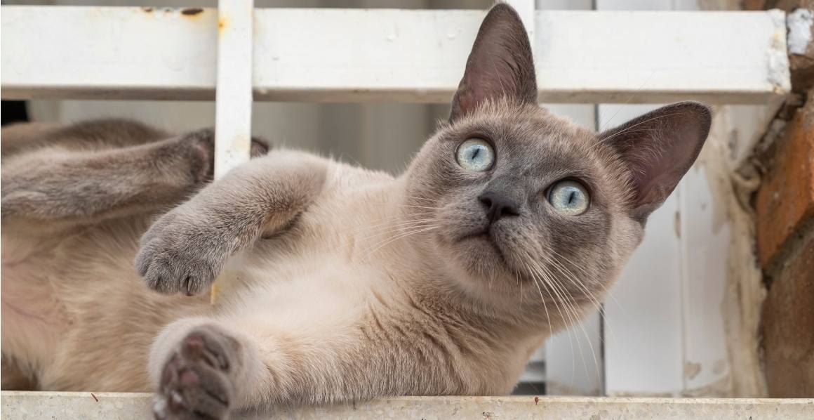 Les vétérinaires recommandent-ils l'huile de CBD pour les chats ?
