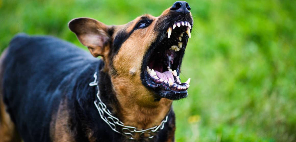 Le cbd pour les chiens aide-t-il à lutter contre l'agressivité ?