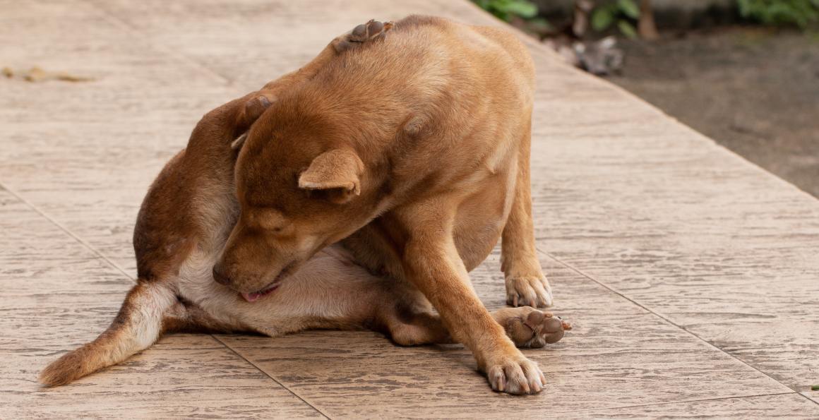 Le CBD pour les chiens souffrant de démangeaisons