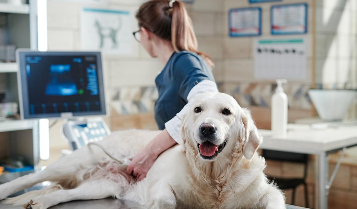 Le CBD pour les chiens souffrant d'arthrose