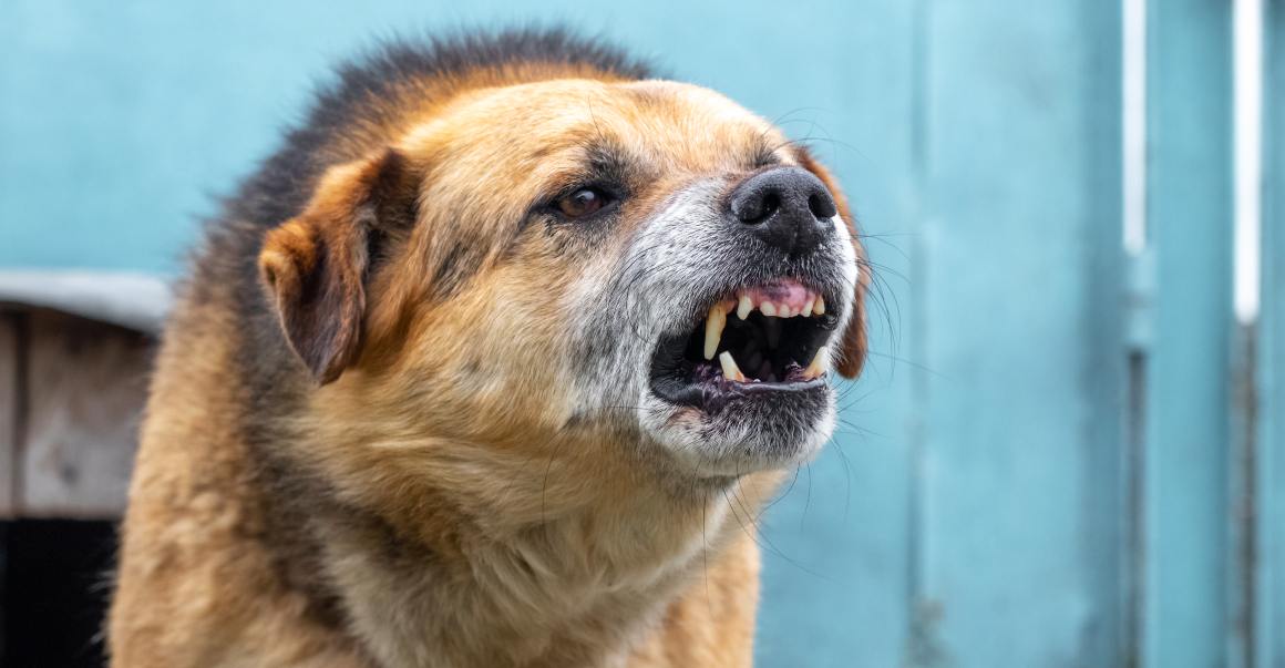 CBD pour chiens contre les aboiements