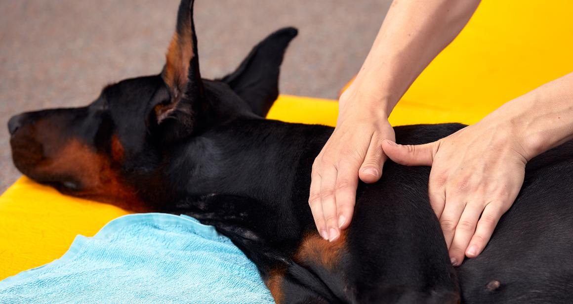 Le CBD pour les chiens souffrant de problèmes de hanche