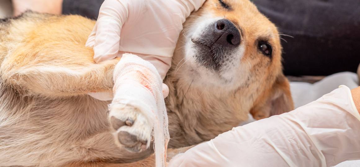 Le cbd pour les chiens aide-t-il à lutter contre l'inflammation ?