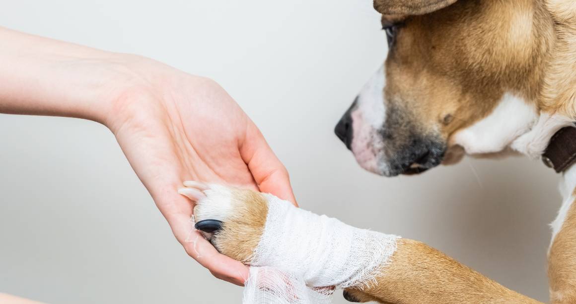 Le cbd pour les chiens aide-t-il à soulager les douleurs articulaires ?