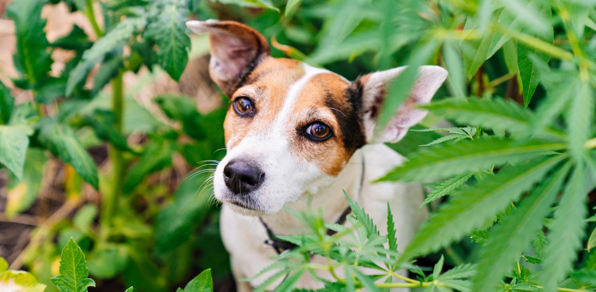 Le cbd pour les chiens et les humains est-il le même ?