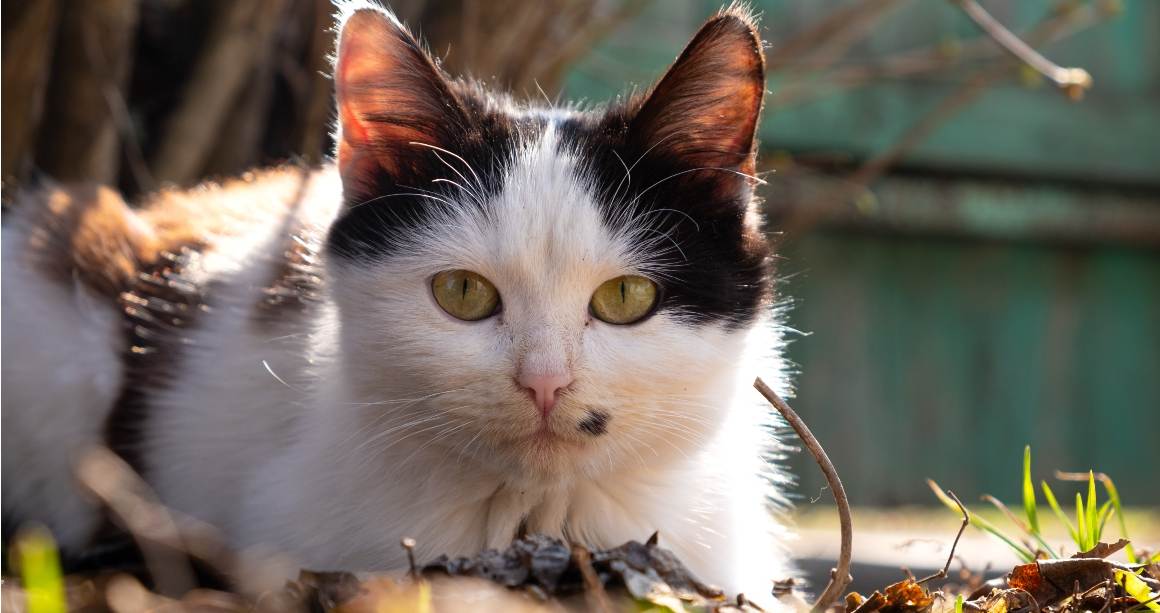 L'huile de CBD peut-elle aider les chats à lutter contre les démangeaisons ?