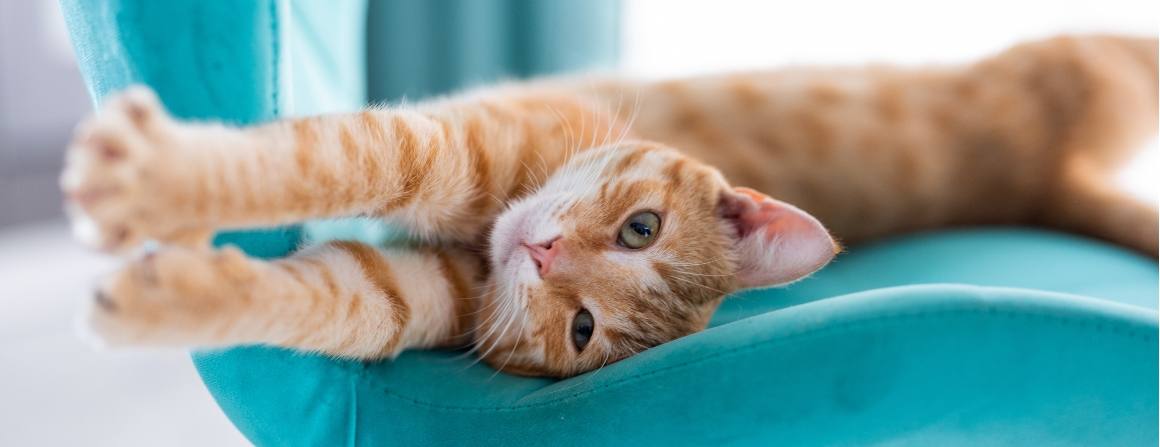 Le CBD fait-il dormir les chats ?