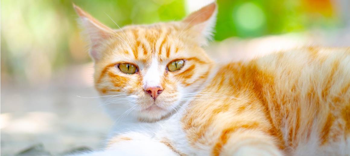 Le CBD est-il bon pour les chats âgés ?