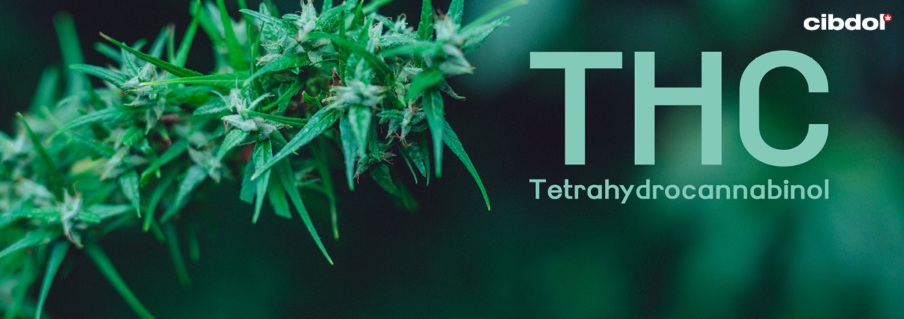 Statut juridique du THC et du CBD