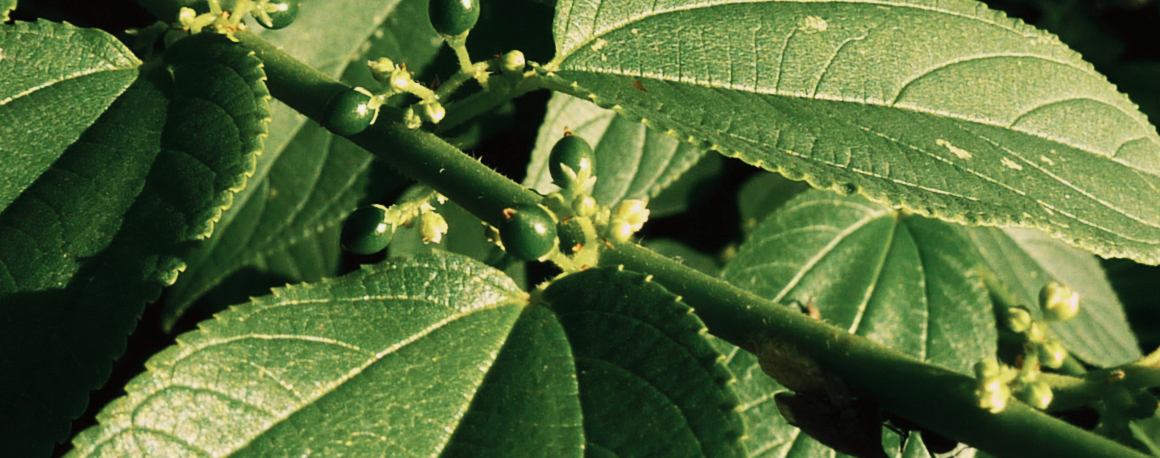 Des scientifiques découvrent un composé de cannabis dans une plante totalement différente