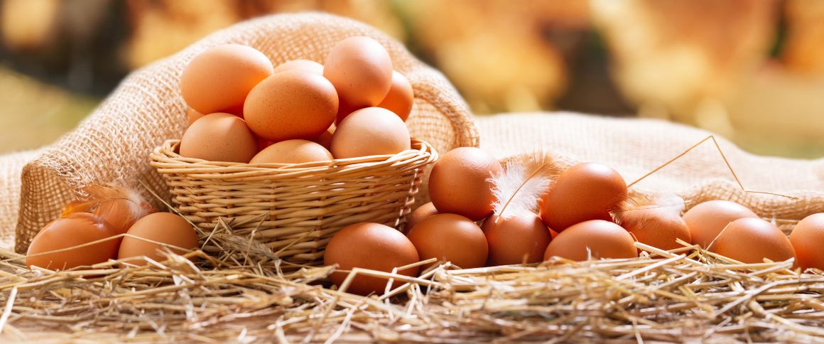 Quelle est la quantité de protéines contenue dans un œuf ?