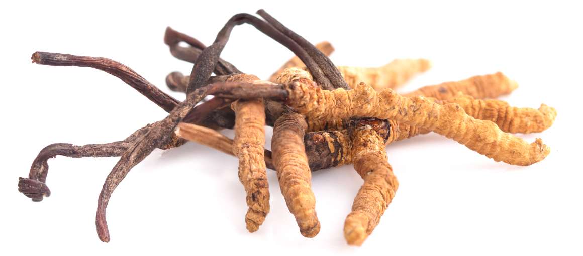 Le cordyceps fait-il baisser le taux de cortisol ?