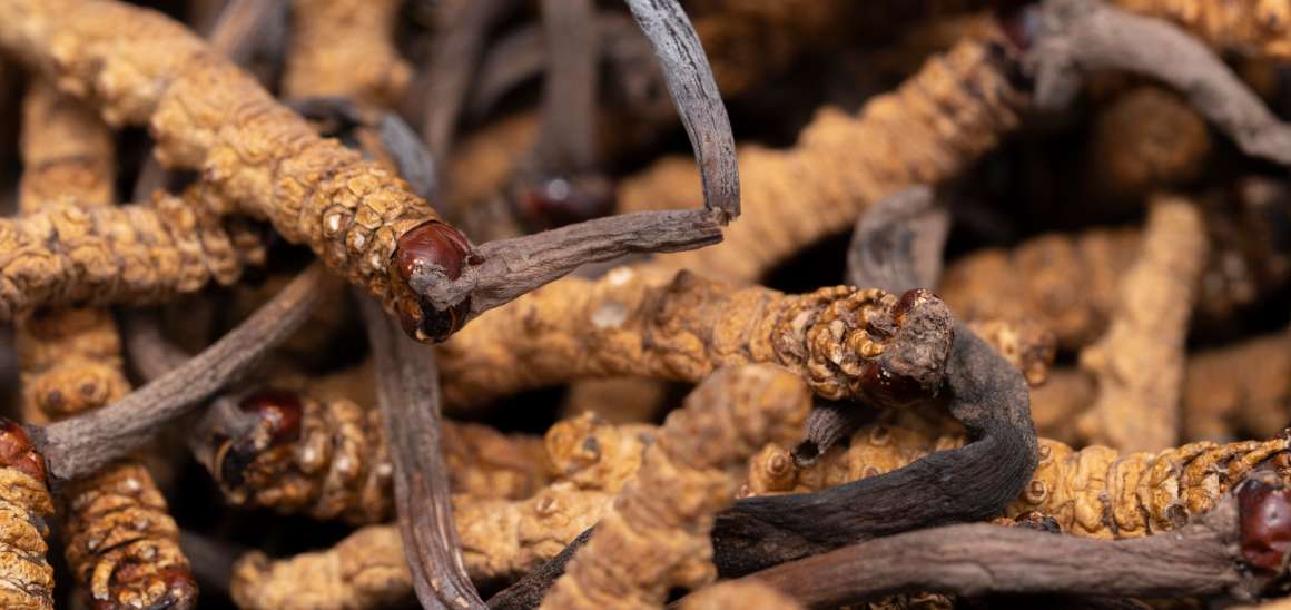 Le cordyceps est-il bon pour l'acide urique ?