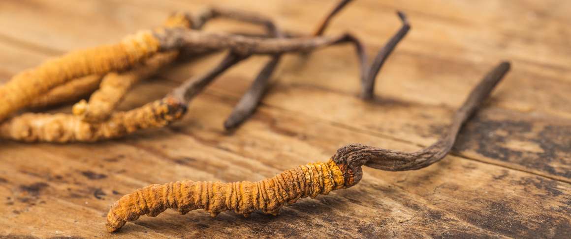 Est-il mauvais de prendre des cordyceps le soir ?