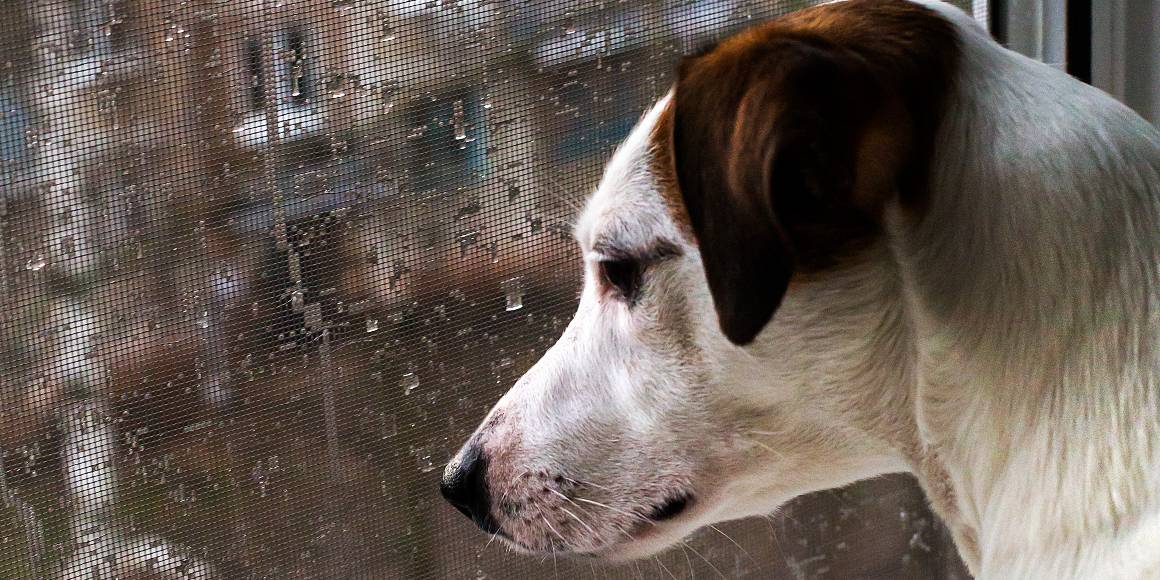 Le cbd aide-t-il les chiens souffrant d'anxiété de séparation ?