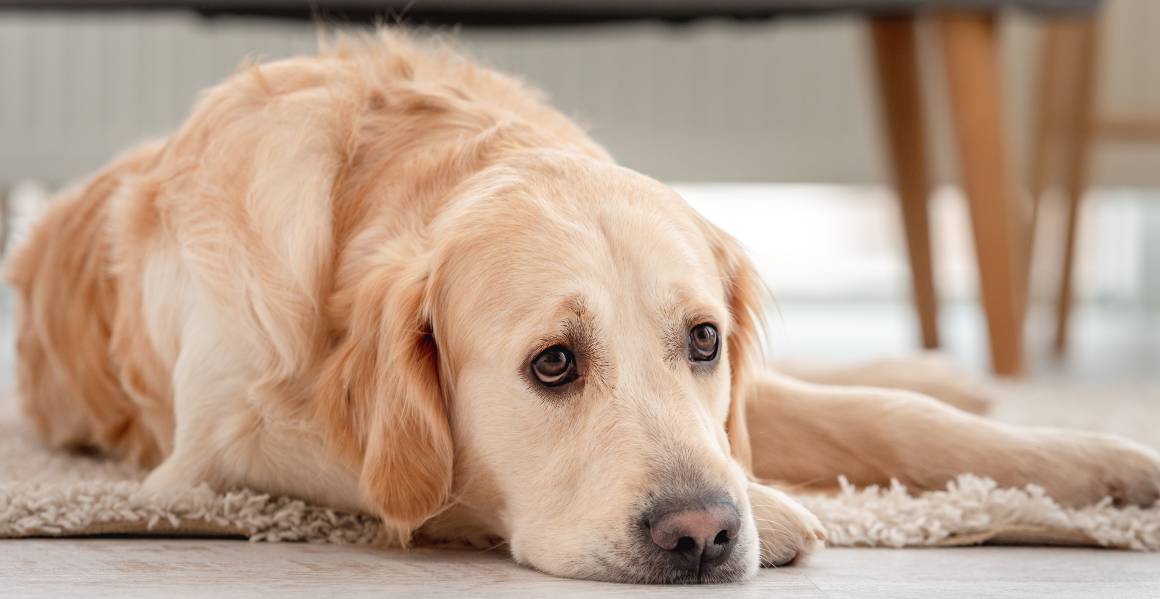 Que se passe-t-il si je donne trop de cbd à mon chien ?