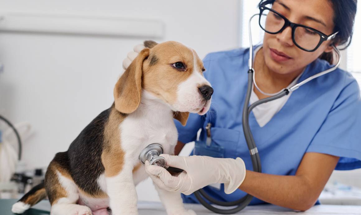 Les vétérinaires recommandent-ils le cbd pour les chiens ?