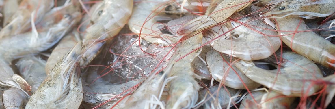 Les crevettes ont-elles une teneur élevée en acides gras oméga-3 ?