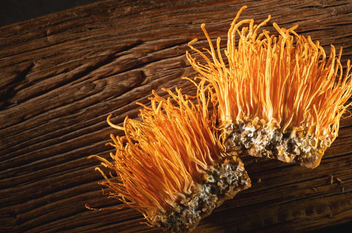 qu'est-ce que le cordyceps fait au cerveau ?