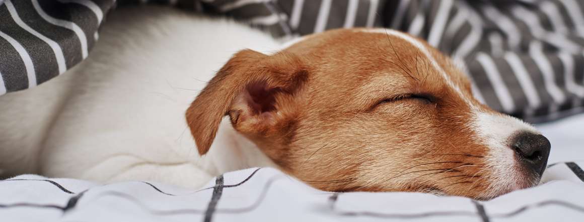 les chiens peuvent-ils souffrir d'apnée du sommeil ?