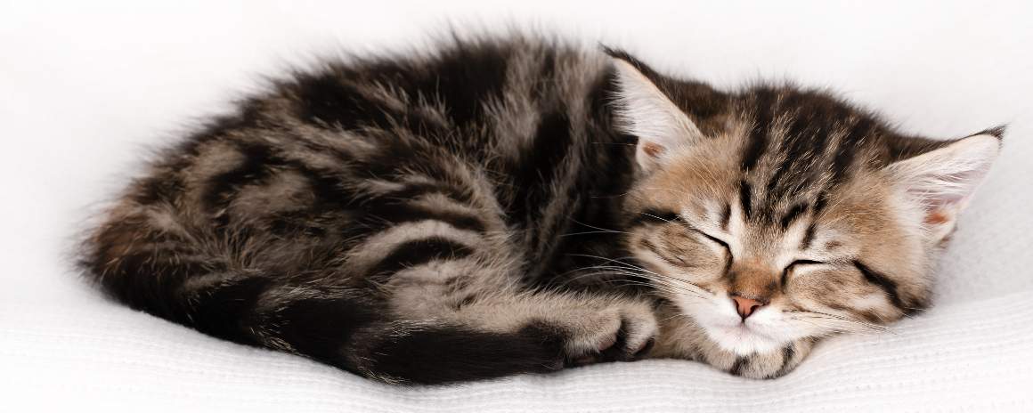 Les instincts prédateurs influencent les habitudes de sommeil des chats