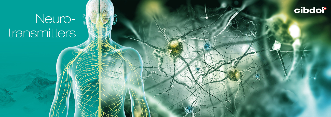 Que sont les endocannabinoïdes ?