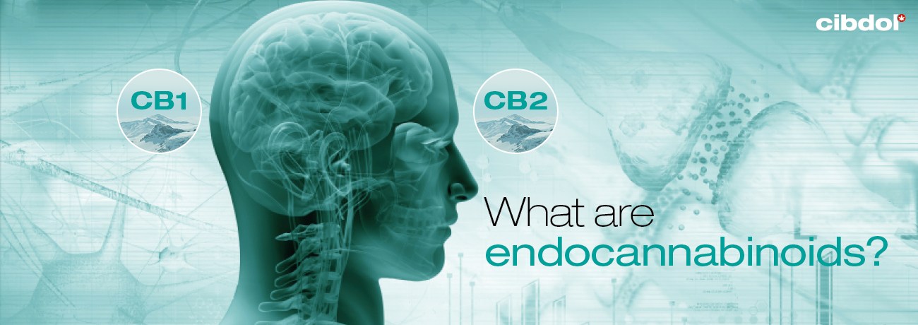 Que sont les endocannabinoïdes ?