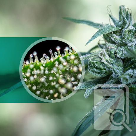 Comment les cannabinoïdes sont-ils produits dans le cannabis ?