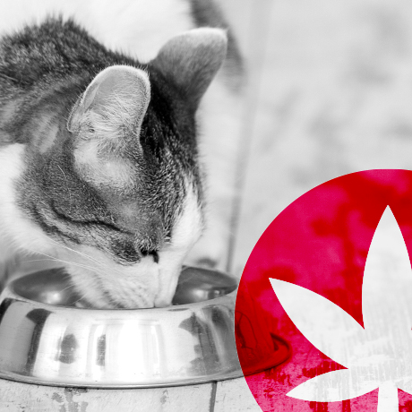 Les Bienfaits De L'huile De CBD Pour Traiter Votre Animal