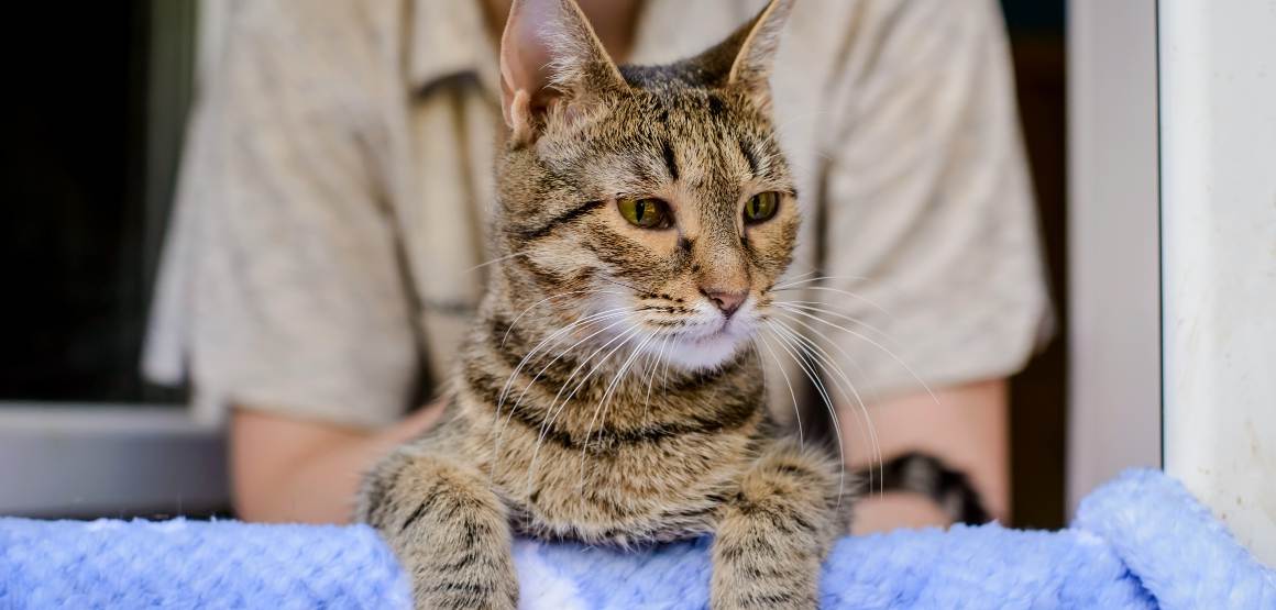 Nombre de repas pour un chat: combien de fois par jour ?