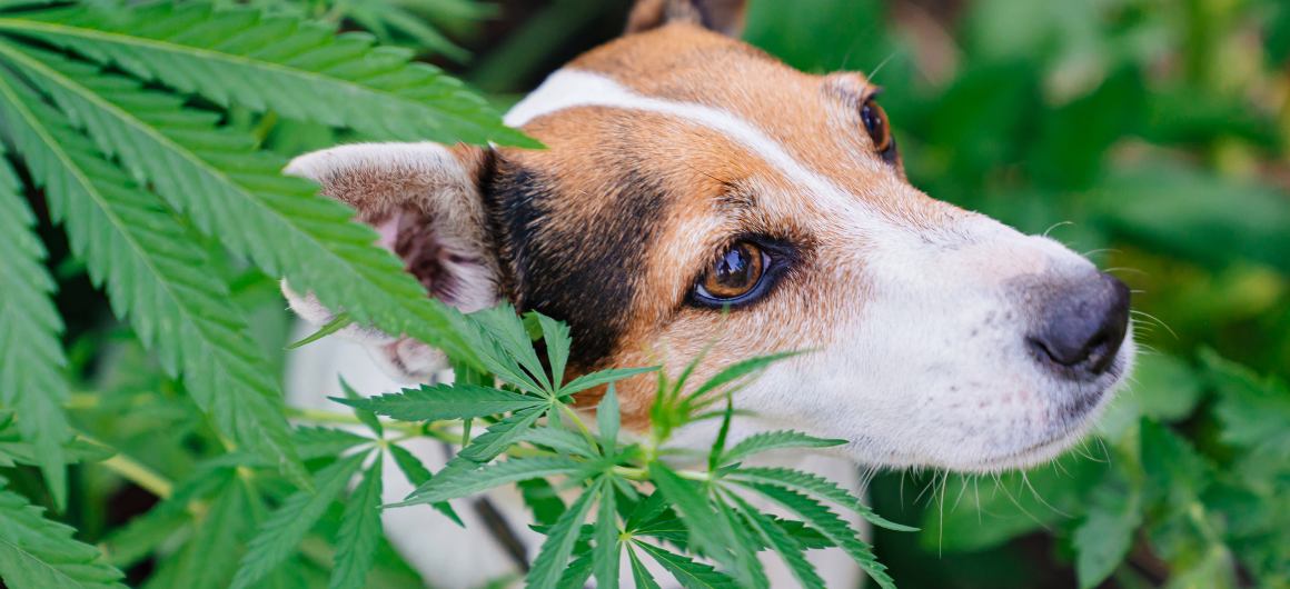 Huile de chanvre ou huile de CBD pour chiens : quelle est la différence et quelle est la meilleure ?