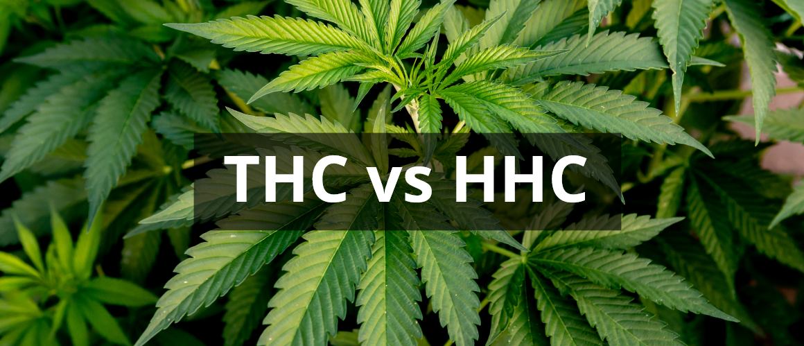 HHC vs THC : Comment ces cannabinoïdes se comparent-ils ?