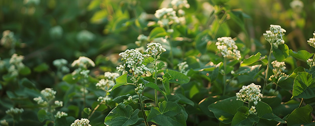 La spermidine augmente-t-elle la longévité ?