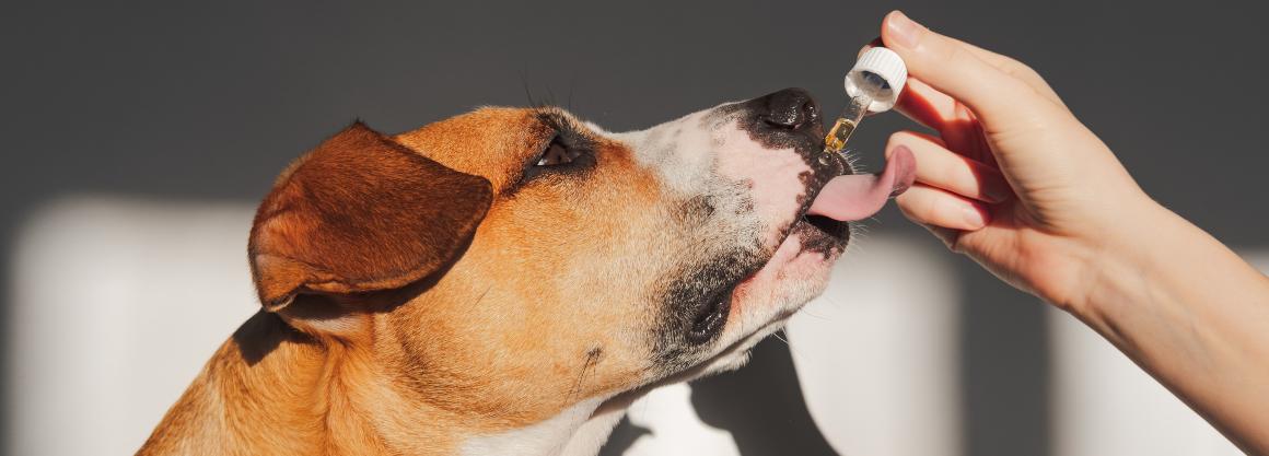 CBD : Huile et friandises pour chiens et chats