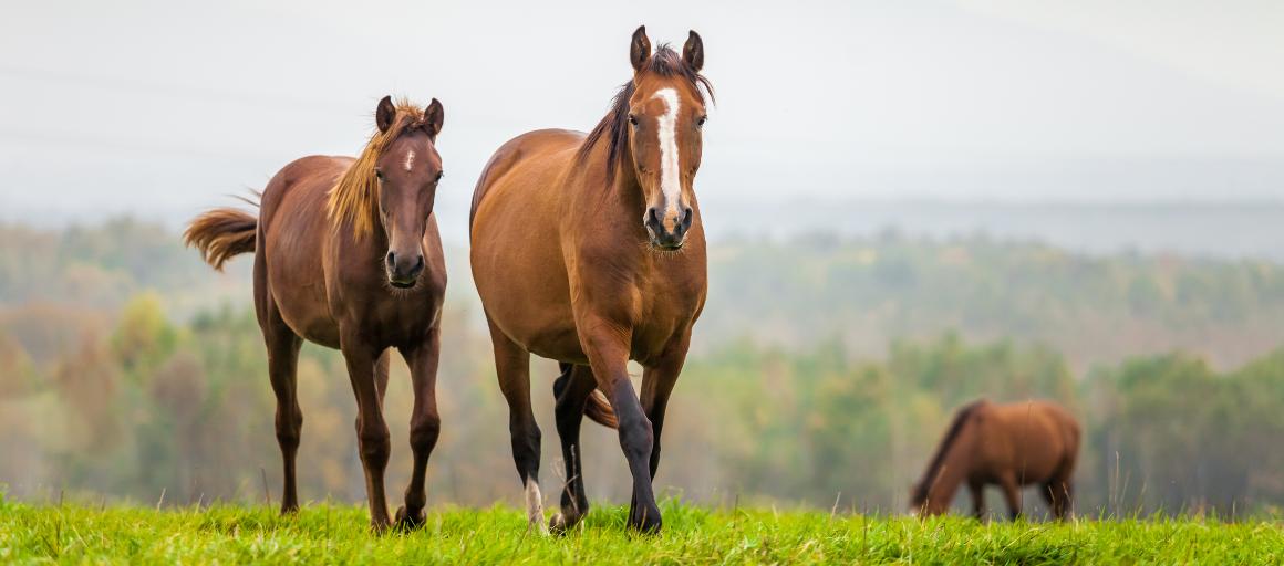 L'huile de CBD pour les chevaux : avantages et dosage